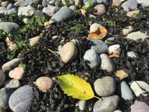 20180809_230401138_iOS